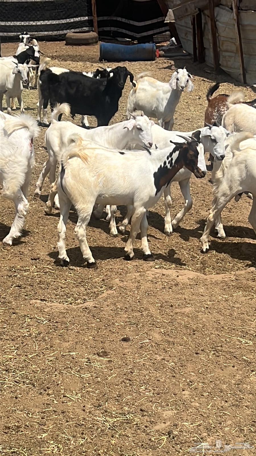 Local goats for sale, in good condition, 6 months old64481359495553110