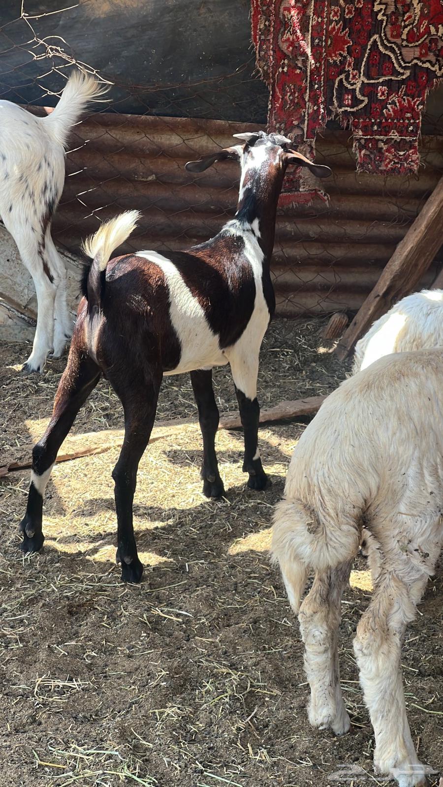 Local goats for sale, in good condition, 6 months old64481359495553111