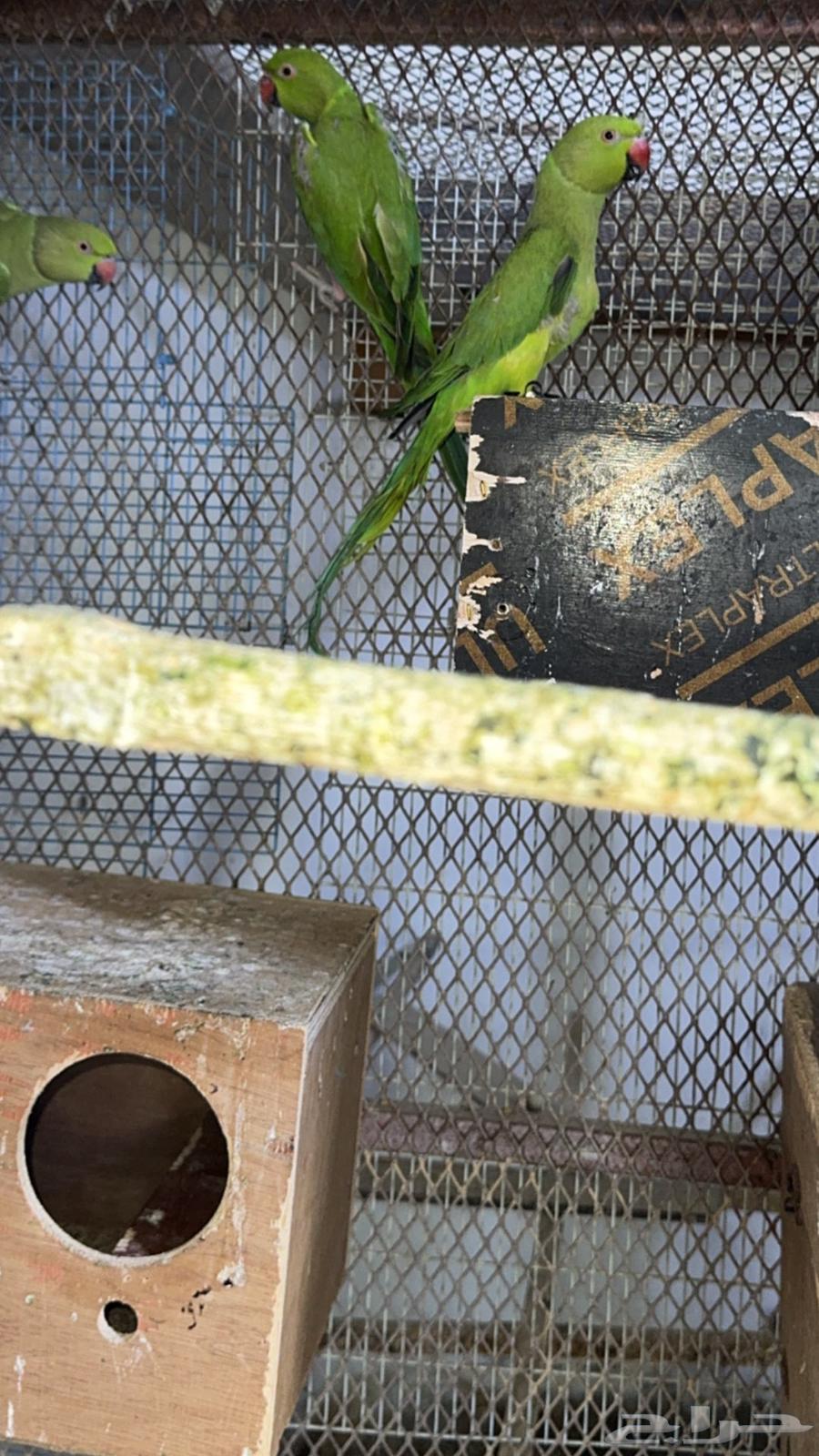 إناث درة هندي للبيع64481886880001110