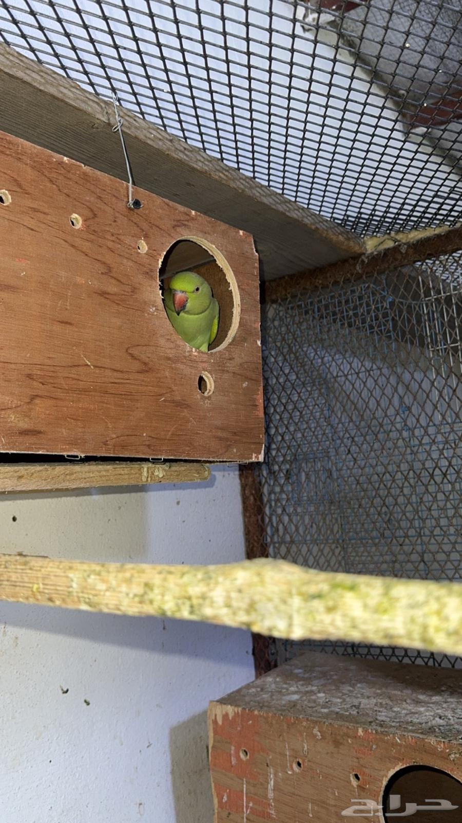 إناث درة هندي للبيع64481886880001113