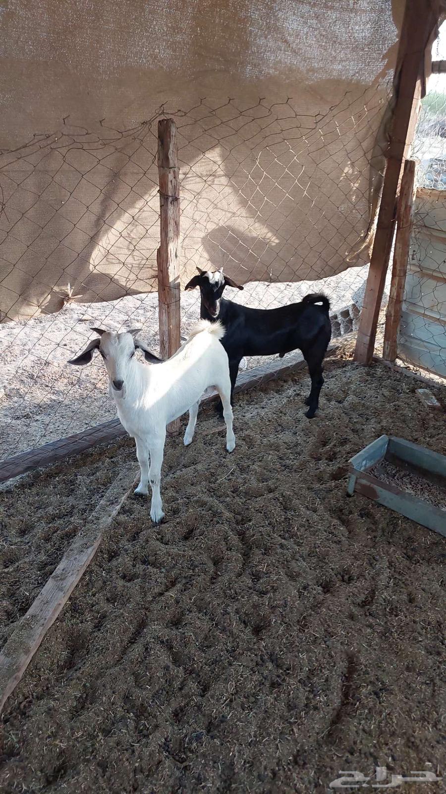 Goat slaughter, cold storage64481996663299112