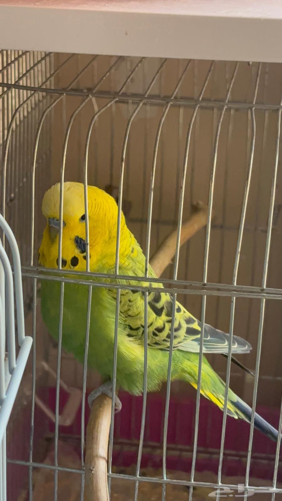 بادجي ذكر جاهز للتزاوج للبيع64482227281921110