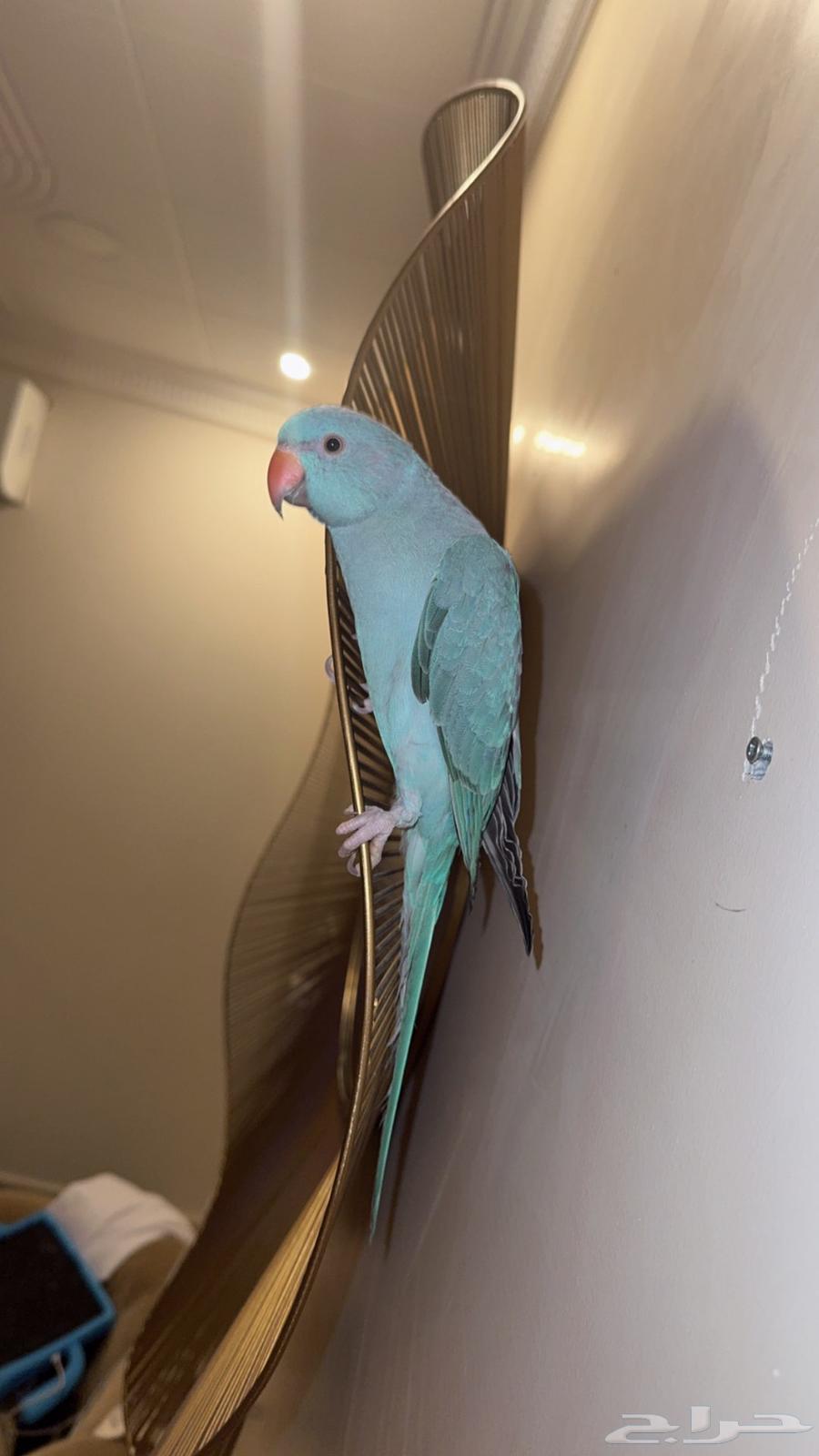 طير دره لون ازرق64486606620417111