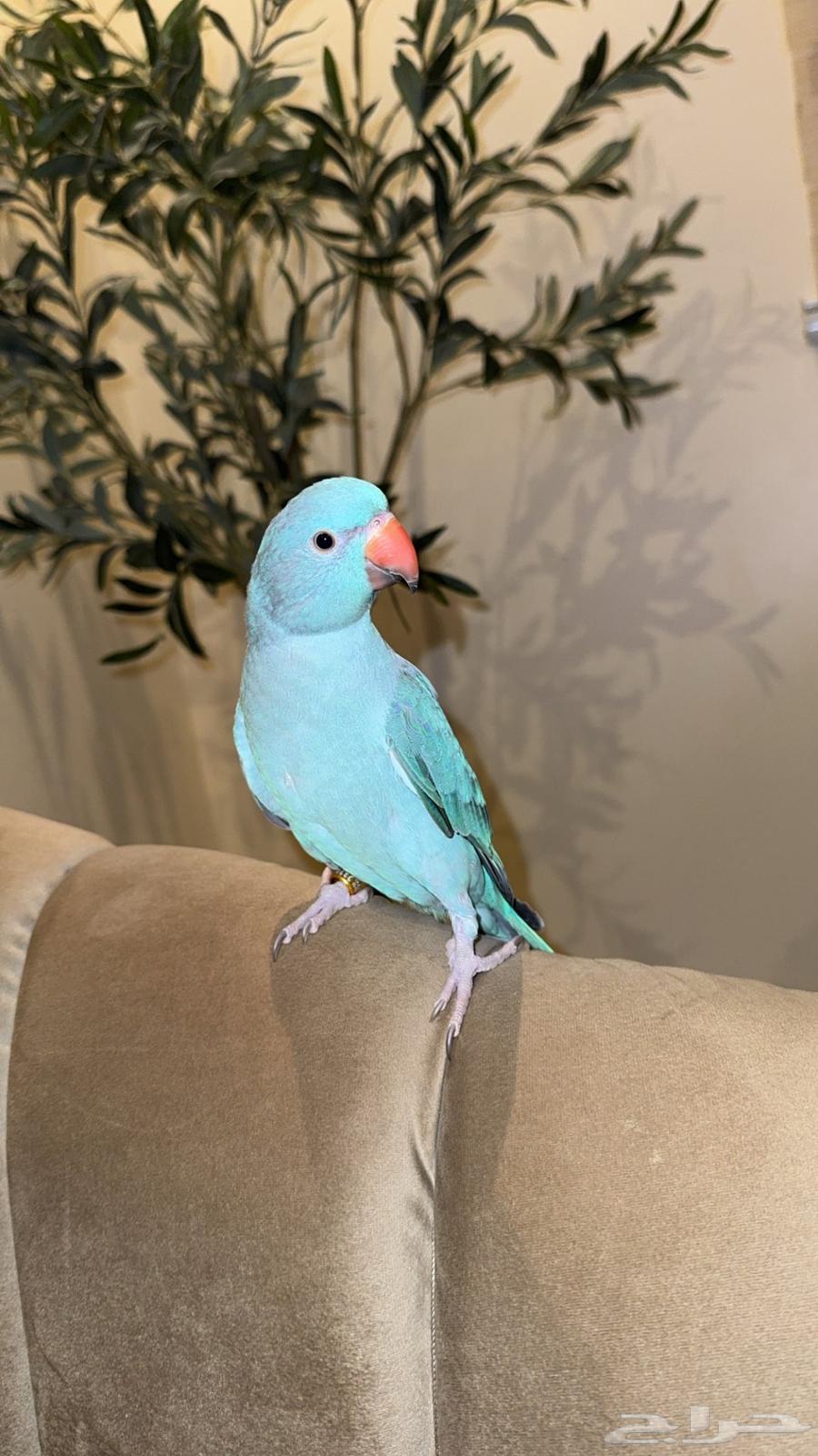 طير دره لون ازرق64486606620417110