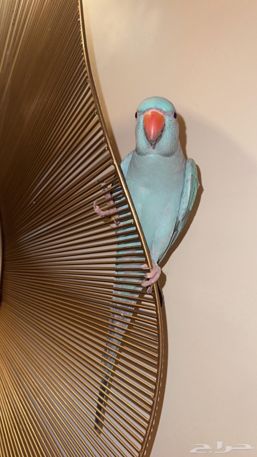 طير دره لون ازرق64486606620417113