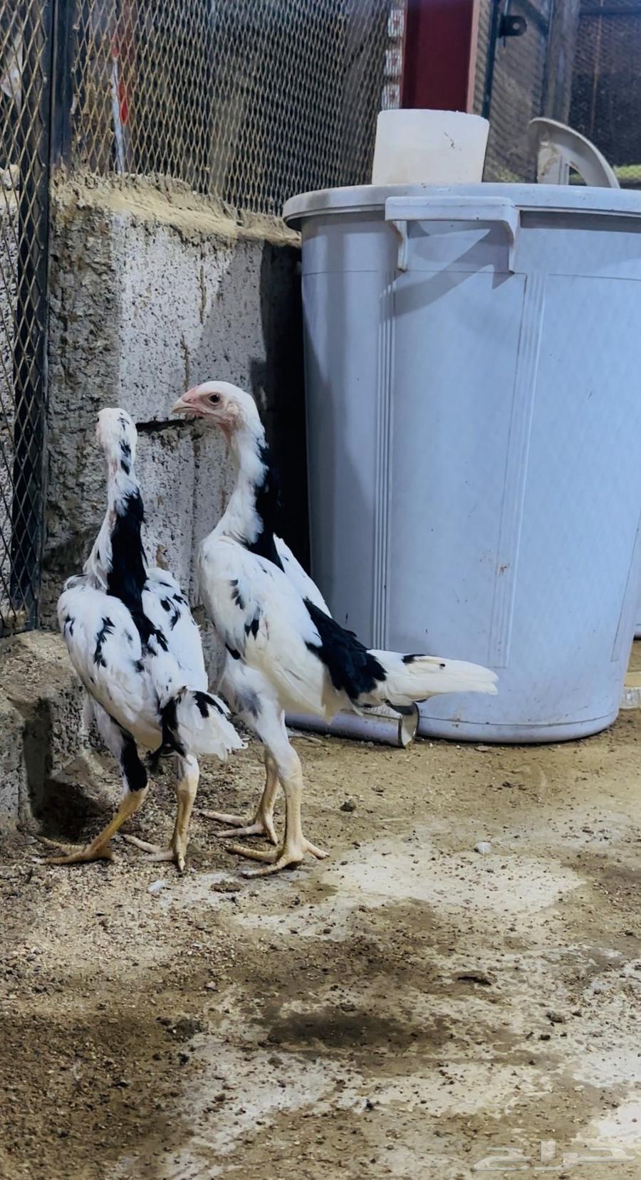 فروخ شامو الماني هزاز ( تم البيع )64480565280770114