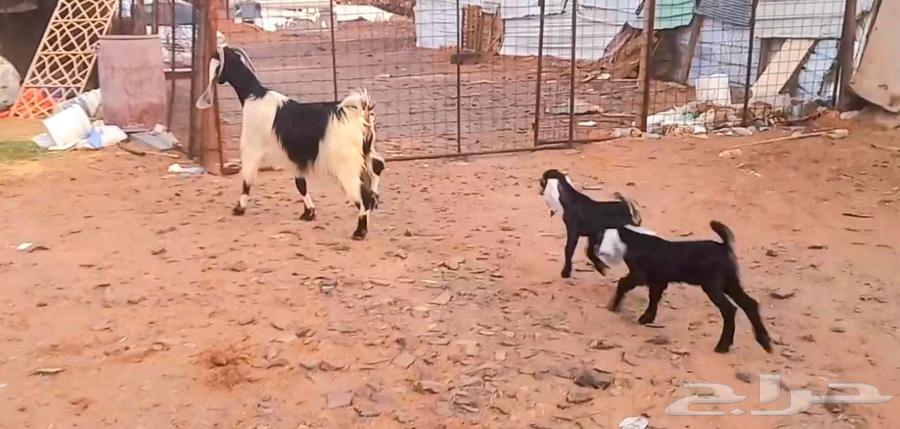 ( تم البيع ) عنز والد فاخره معها تيس وجفره صنف64482673980802111