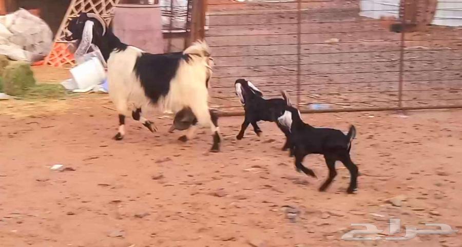 ( تم البيع ) عنز والد فاخره معها تيس وجفره صنف64482673980802110