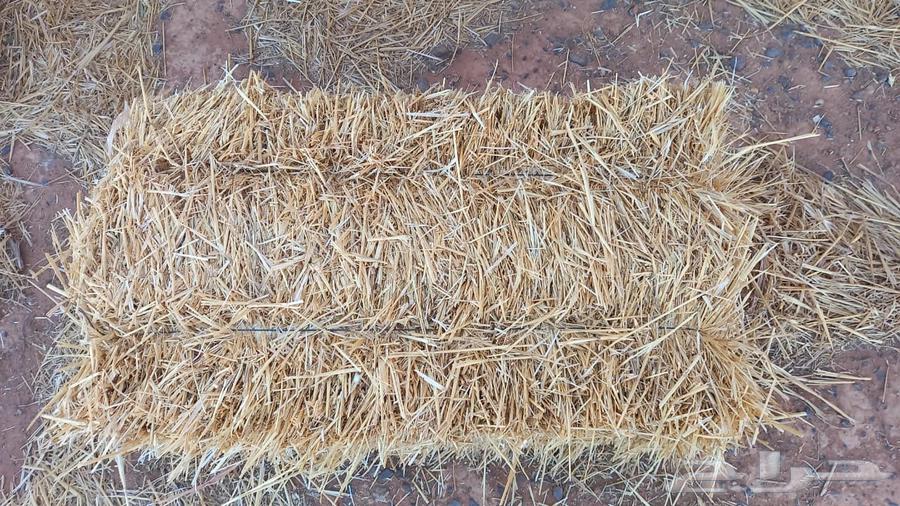 للبيع تبن جمله الموقع الجوف بسيطا وفقكم الله64485847675394110