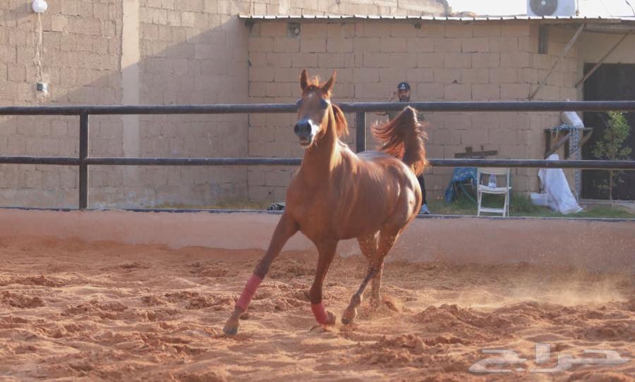 فرصه مهره فاخره مهره واهو بنت البطل المعروف دي رواج64479729449602111