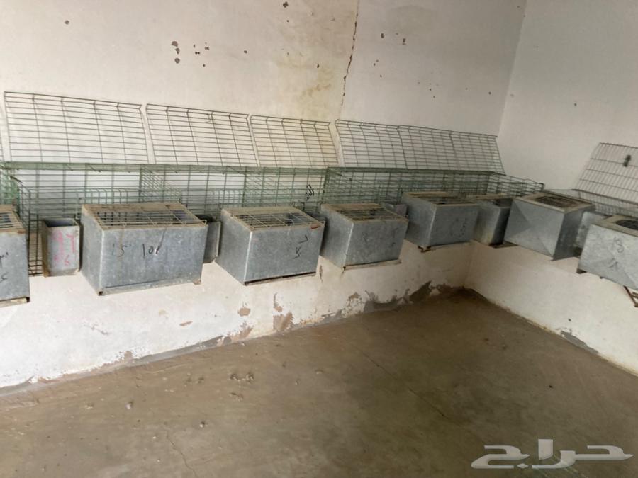 بطاريات أرانب بحالتها64479838065409112