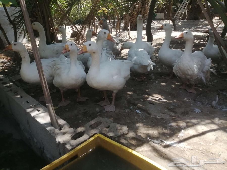 وز هجين مفتل سيباستبول64480922212099110