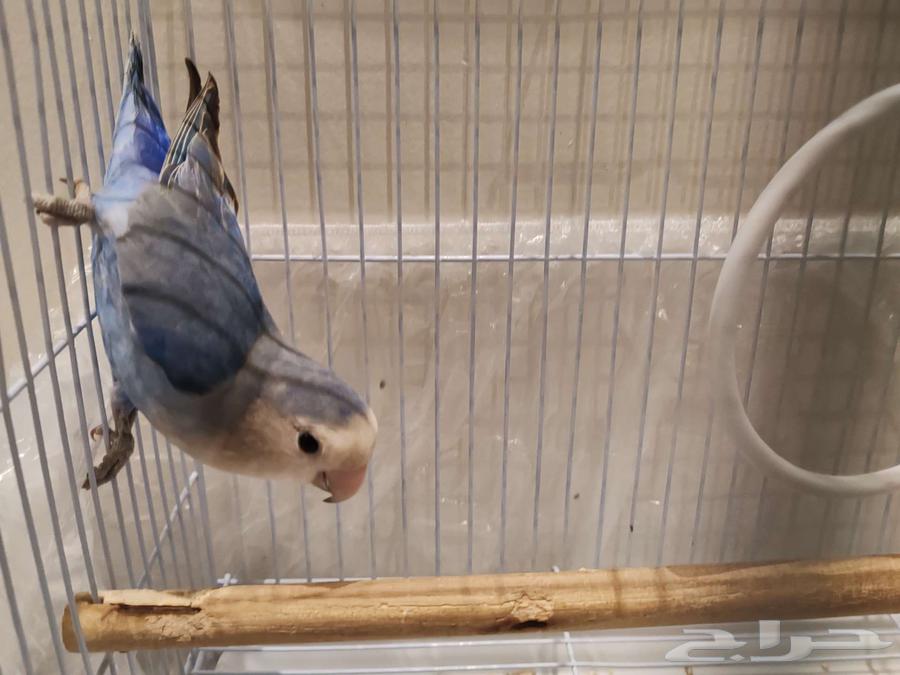 روز للبيع مع القفص64481599414659110