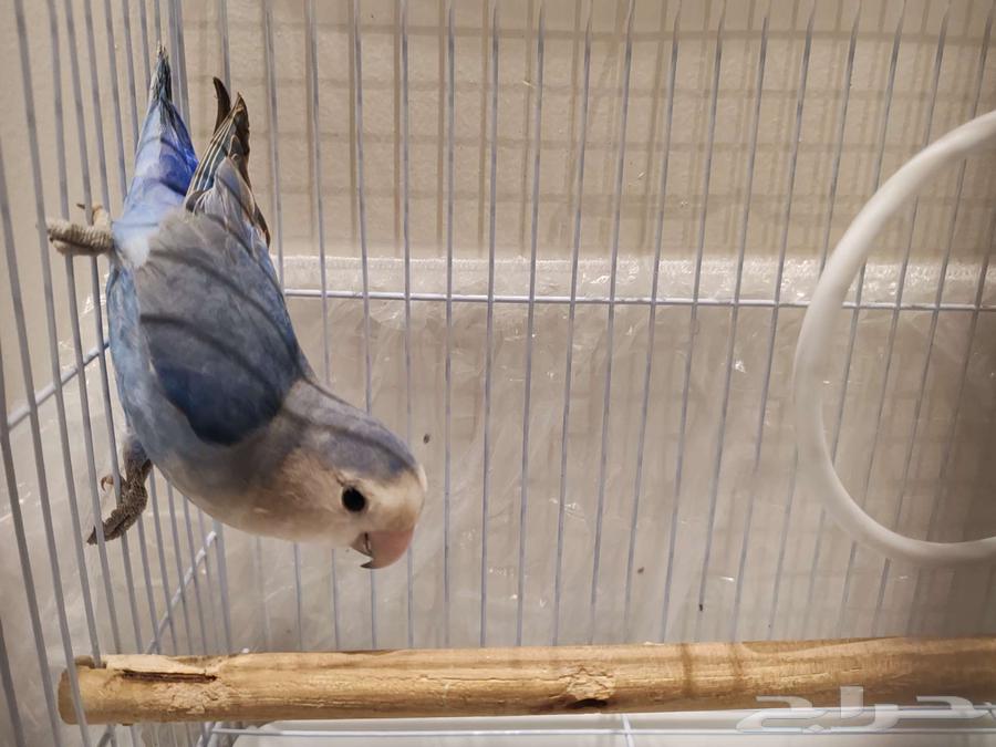 روز للبيع مع القفص64481599414659111