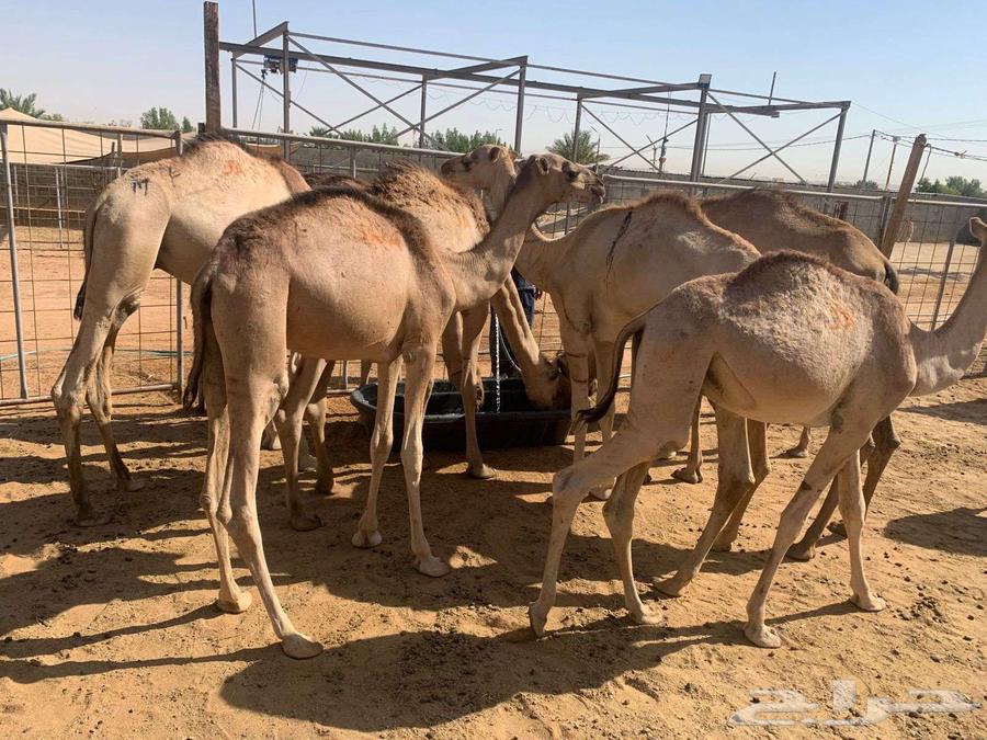 حشوان صومالية للبيع تفريد و جملة64483826378625112