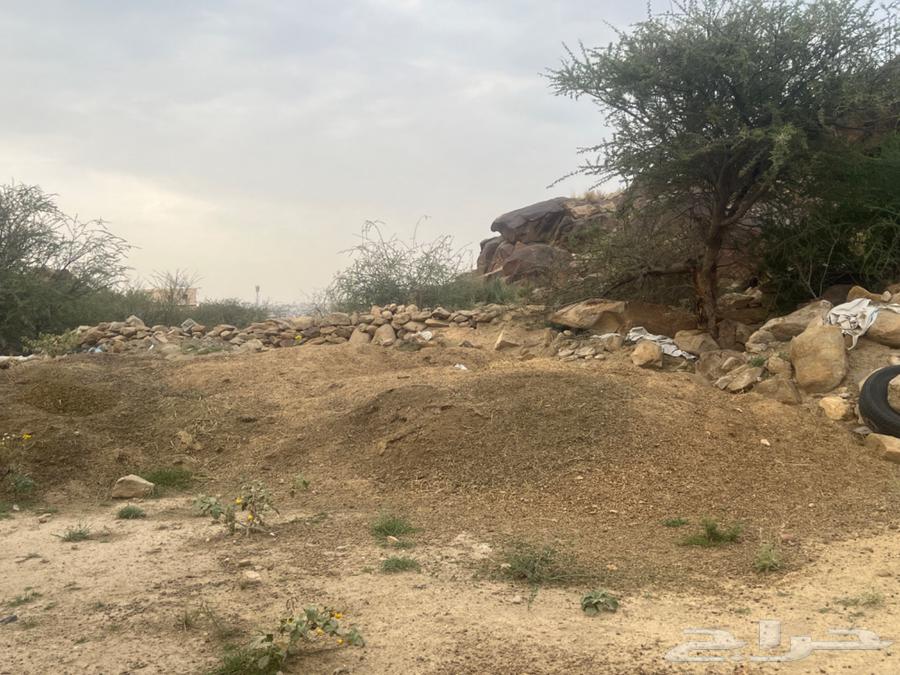 دمن غنم للبيع64485834083841110