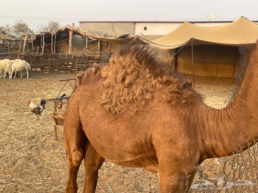 تم البيع. قعود لباني للبيع عمره خمس اشهر64486399242497110