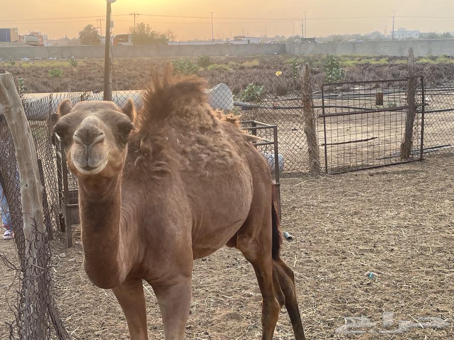 تم البيع. قعود لباني للبيع عمره خمس اشهر64486399242497112