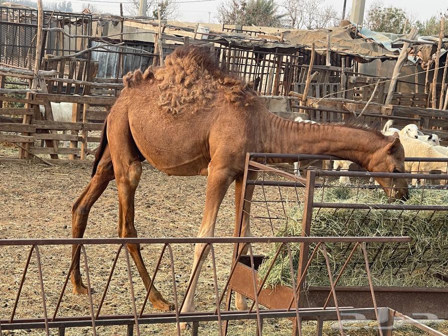 تم البيع. قعود لباني للبيع عمره خمس اشهر64486399242497114