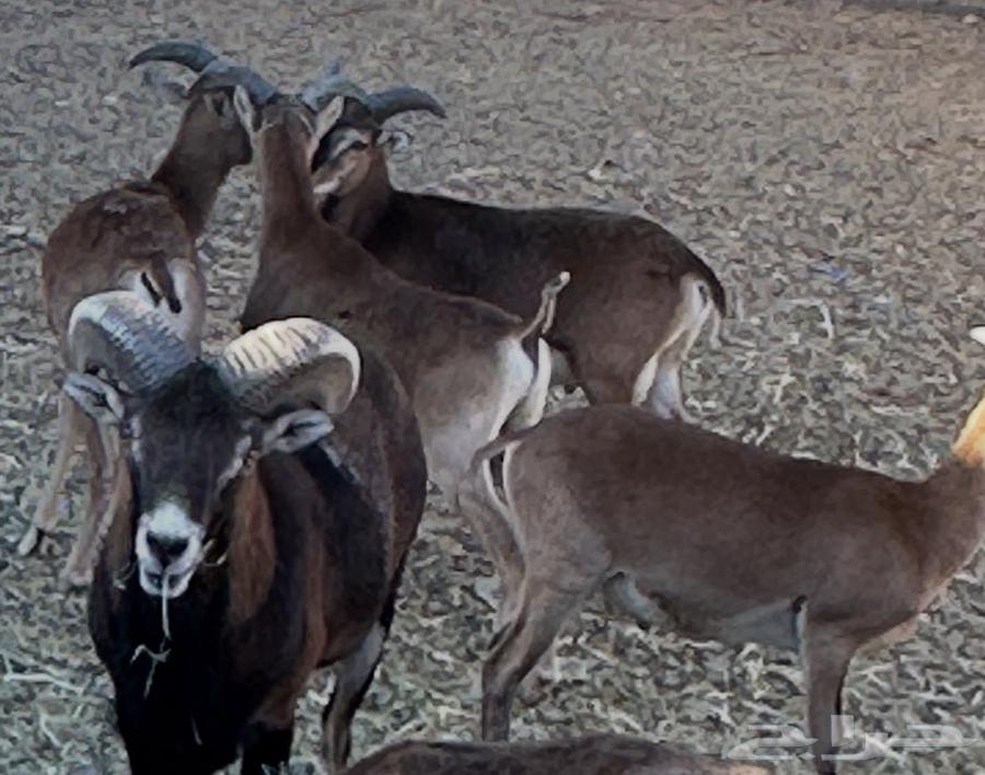 Sheep for sale64482037279105110