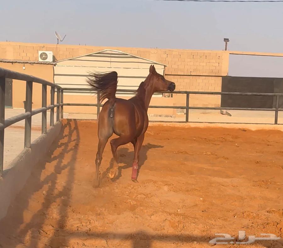 فرصه مهره فاخره مهره واهو بنت البطل المعروف دي رواج64479729449602112