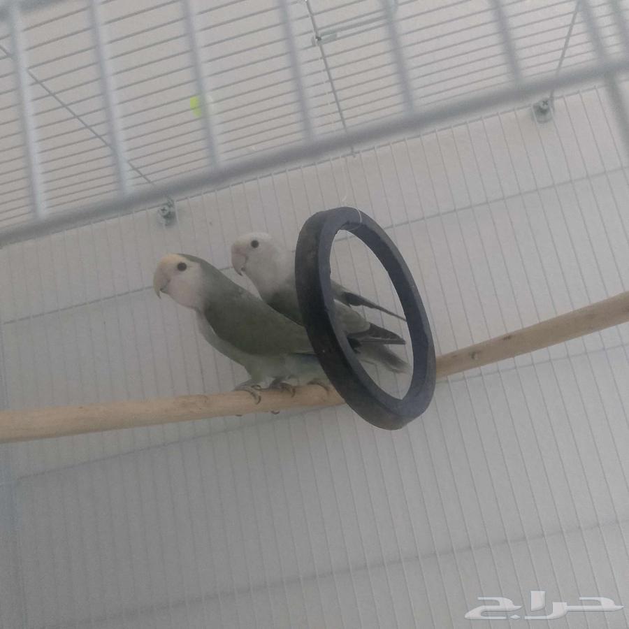 Rose's pass on condition of product for sale64485889139458110