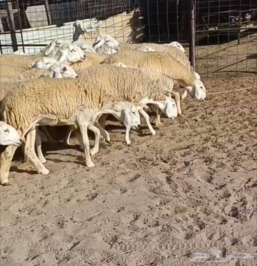 ( تم البيع) 21 رخال صنف مع فحلها دفيع في أملج64485406019073112