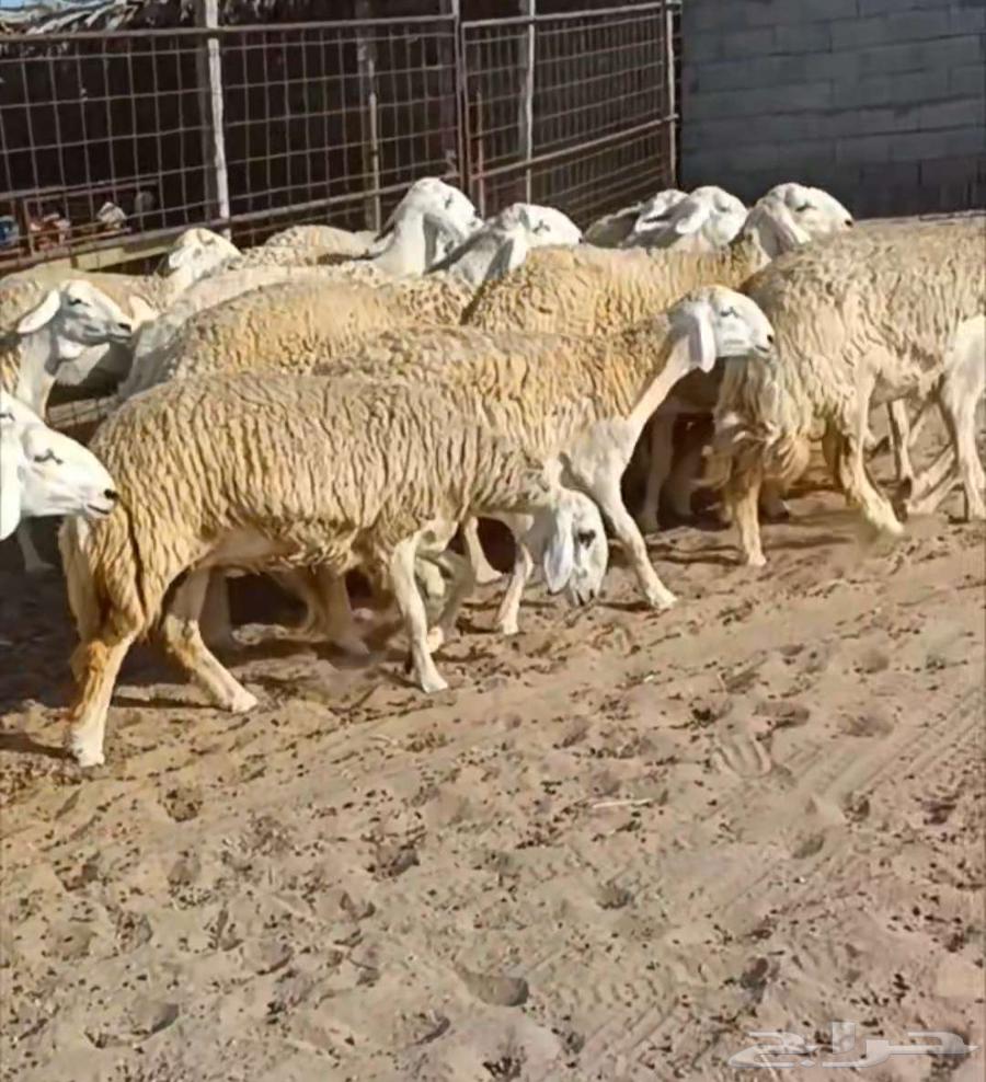 ( تم البيع) 21 رخال صنف مع فحلها دفيع في أملج64485406019073111