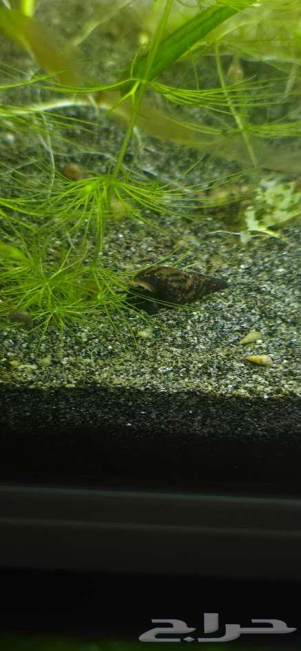 حلزون نادر اشتري ثلاثه واحصل واحد مجانا64495050023681112