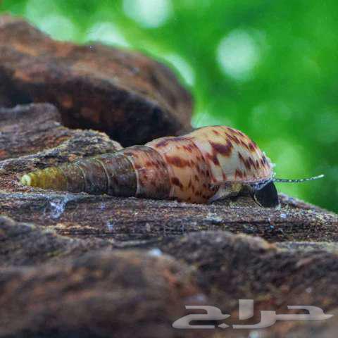 حلزون نادر اشتري ثلاثه واحصل واحد مجانا64495050023681111