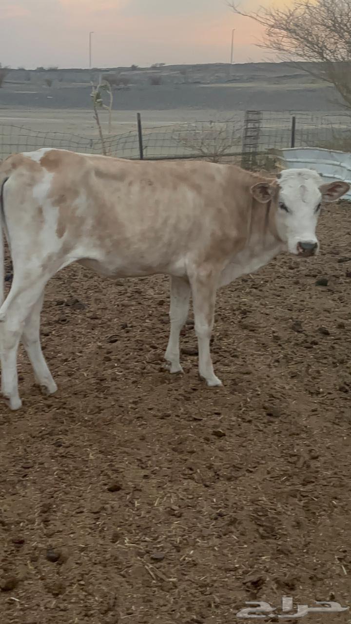 حصيل للبيع64489738452097110