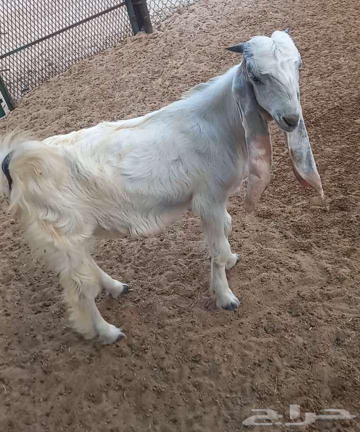 Local goat for sale .. Al-Jubail64494813396993110