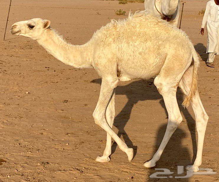 Hushwan Qa'dan for sale64491509931009112