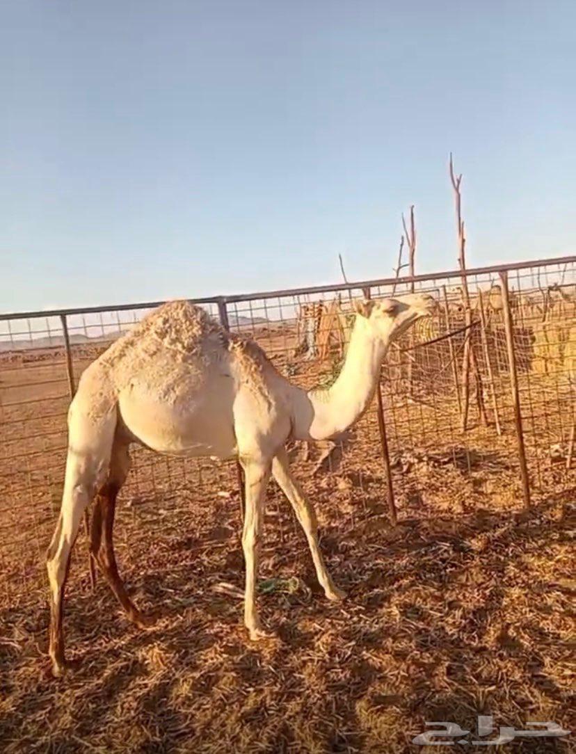 قعود للبيع64493245854851110