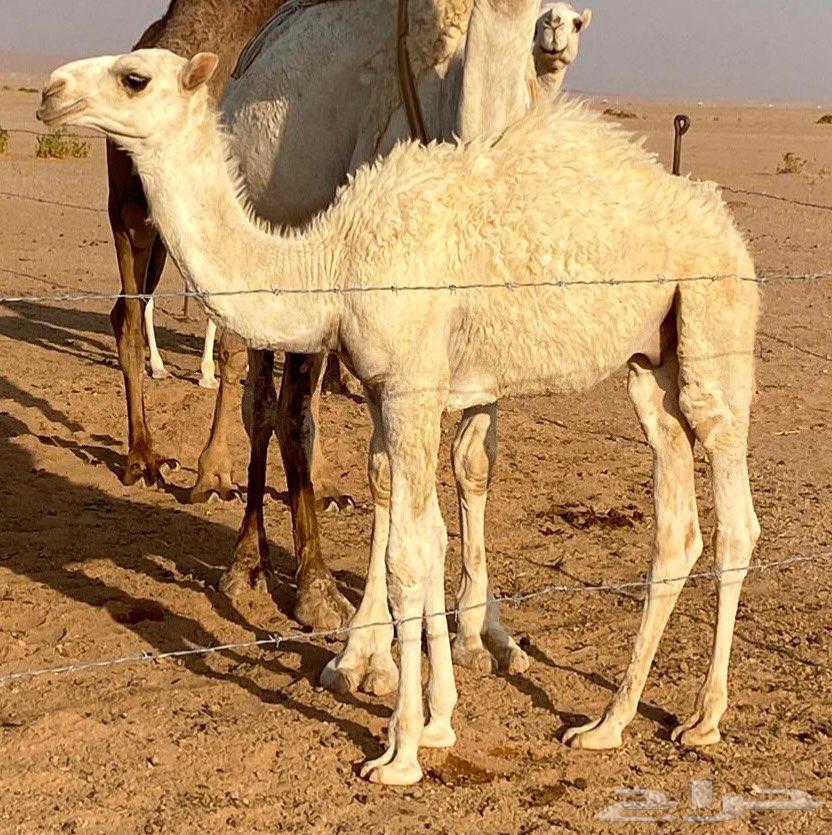 Hushwan Qa'dan for sale64491509931009110