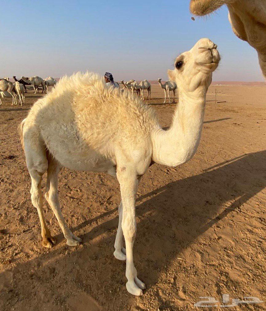 Hushwan Qa'dan for sale64491509931009111