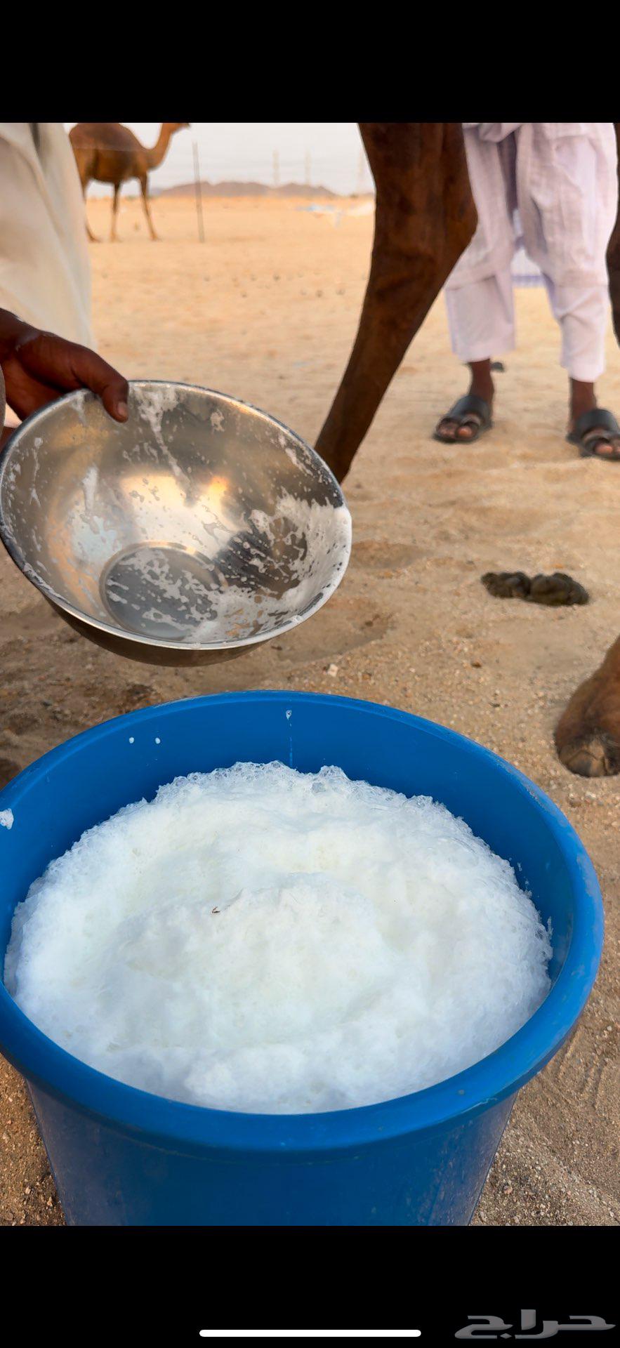 Miniature red camel for milking a bucket of milk64489003463811110