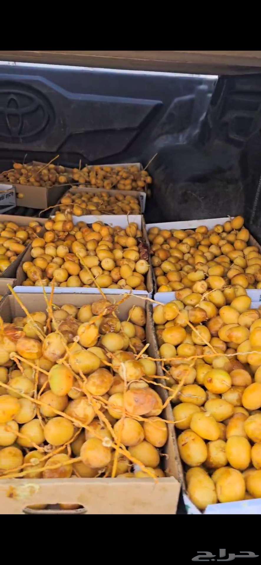 علف برحي للبيع عدد الكراتين 27 كرتون تقريبا64487910900353110