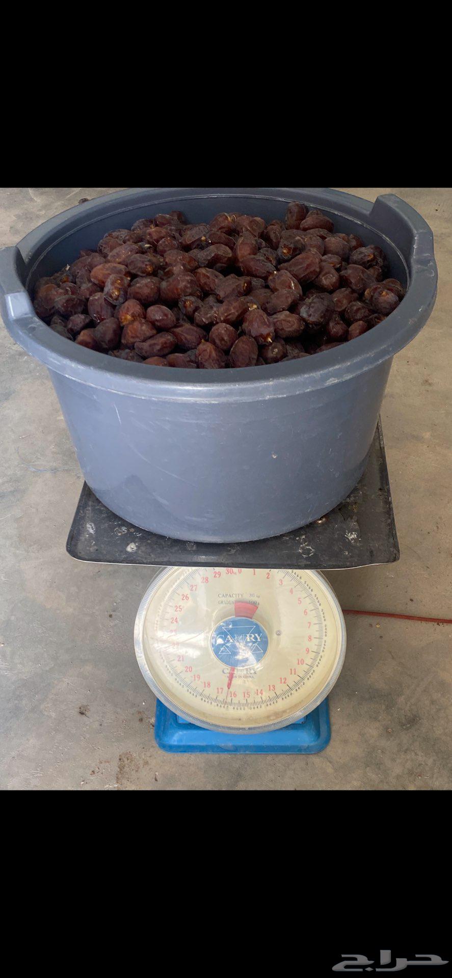 للبيع تمر حلوه الروضه64488463290370110