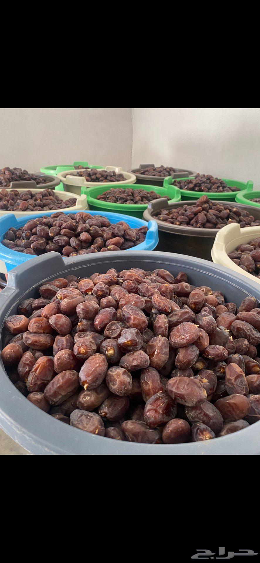 للبيع تمر حلوه الروضه64488463290370111