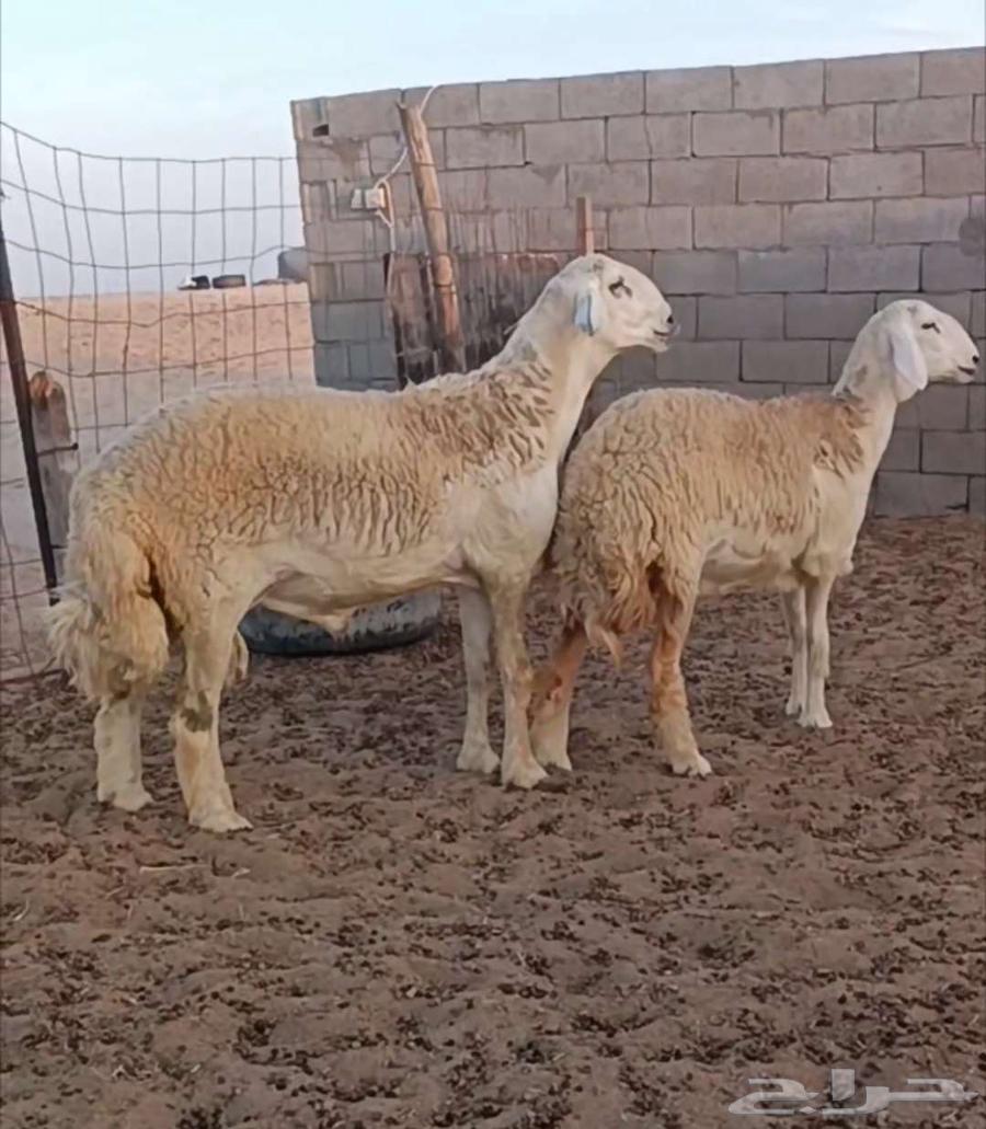 ( تم البيع) ثني صنف من حلال الصياد في أملج64493002289411110