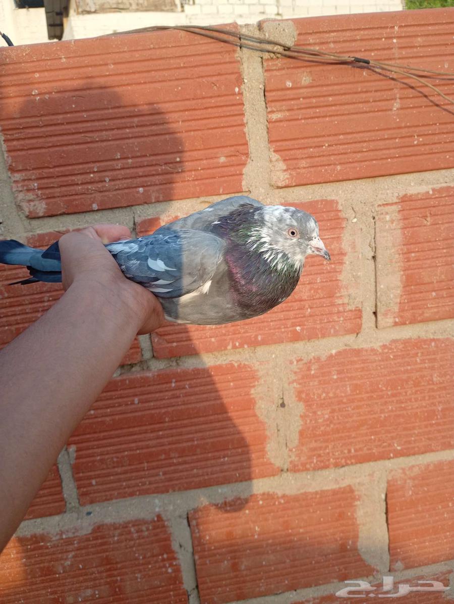 ذكر رام للبيع64490843429122111