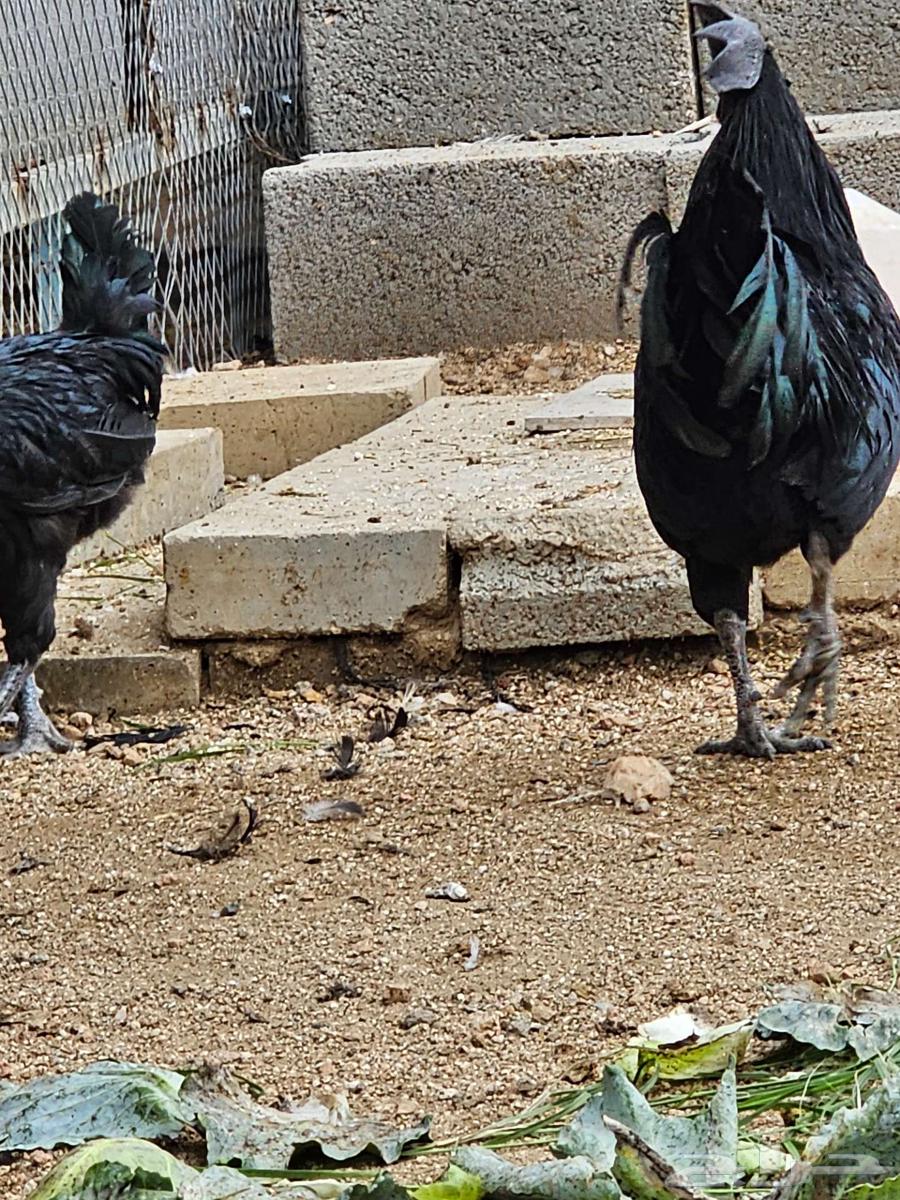 دجاج اسود لماع - انمبر قيني - اندنوسي64487883455747110