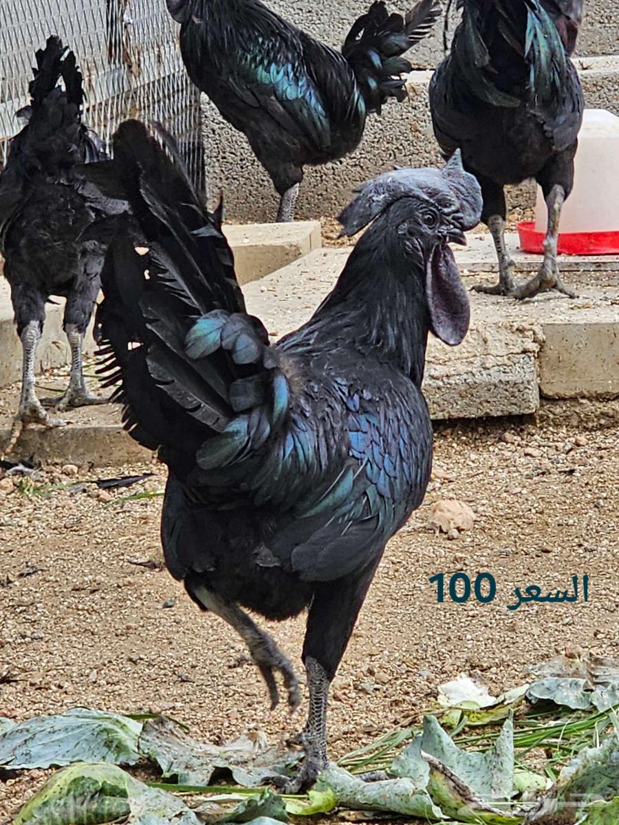 دجاج اسود لماع - انمبر قيني - اندنوسي64487883455747111