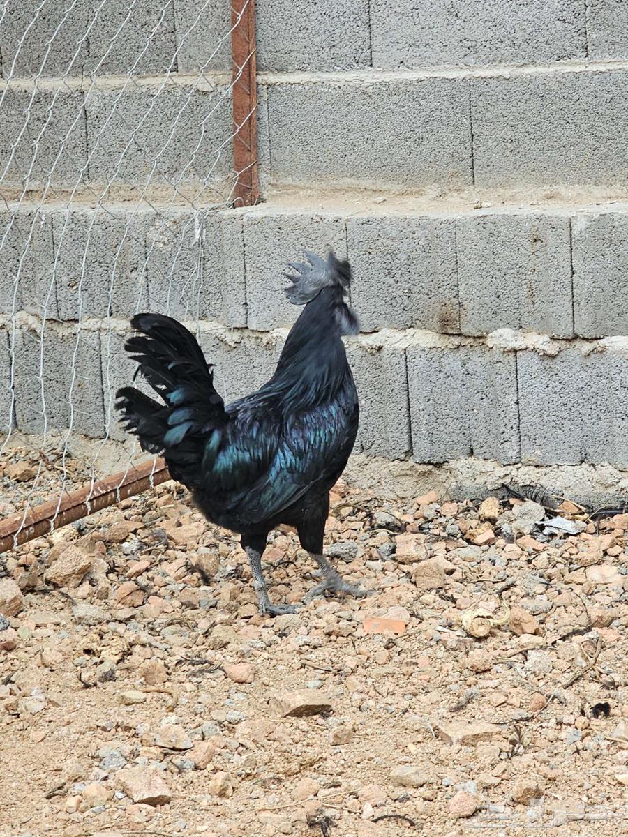 دجاج اسود لماع - انمبر قيني - اندنوسي64487883455747112