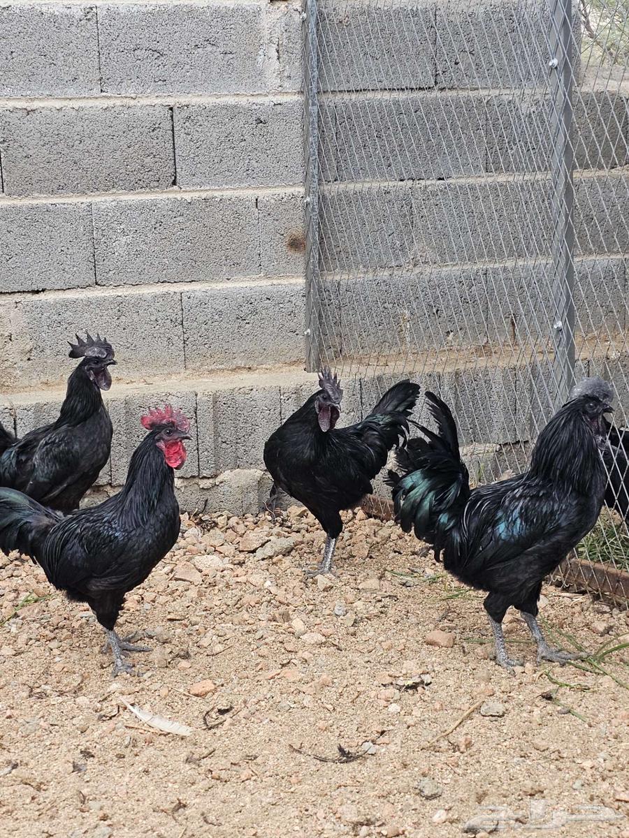 دجاج اسود لماع - انمبر قيني - اندنوسي64487883455747113