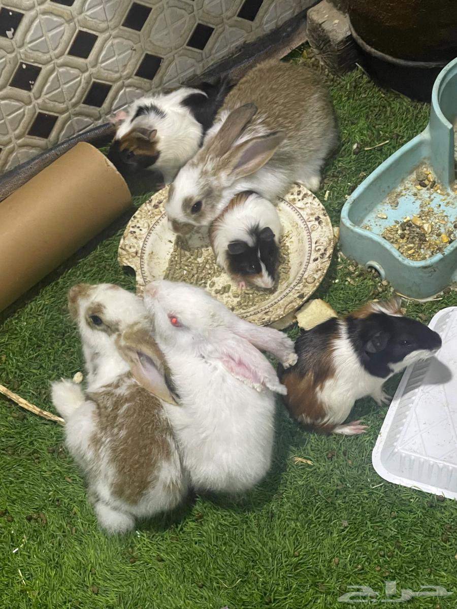 Rabbit and Guinea Pig - gunea pigs64488326048259110