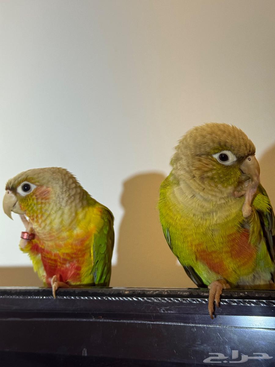 ببغاء زوج من نوع كنيور الاناناس64488326072065110