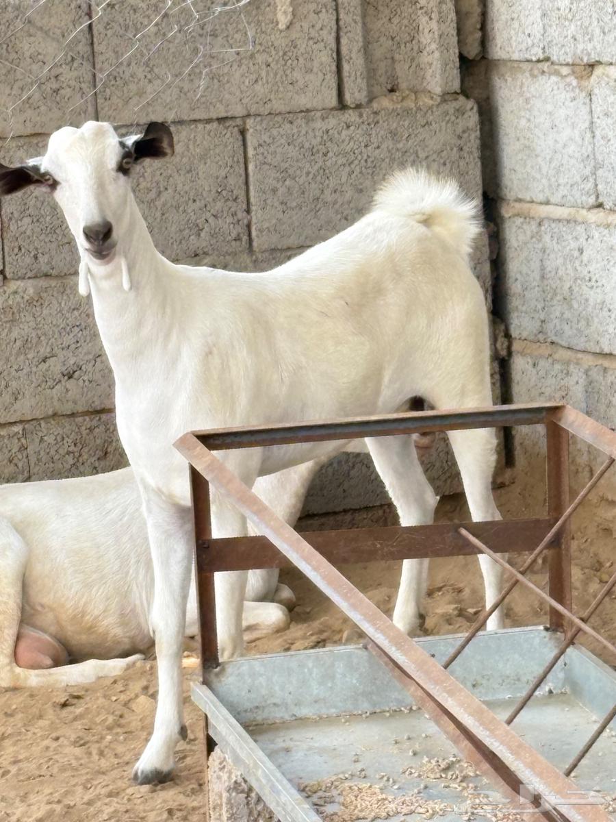 جفرة بيشية فاخرة64488643971587113