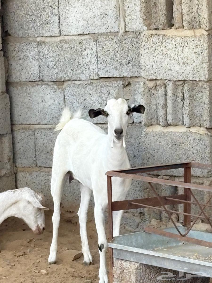 جفرة بيشية فاخرة64488643971587114